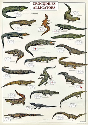 Papel de regalo representante varias especies de cocodrilos y caimanes