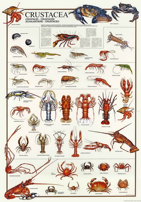Papel de regalo representante especies de crustáceos del mundo