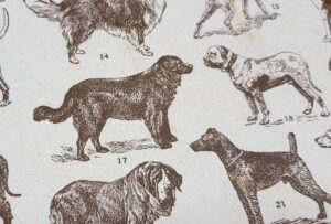 Gift wrapping paper dog breeds