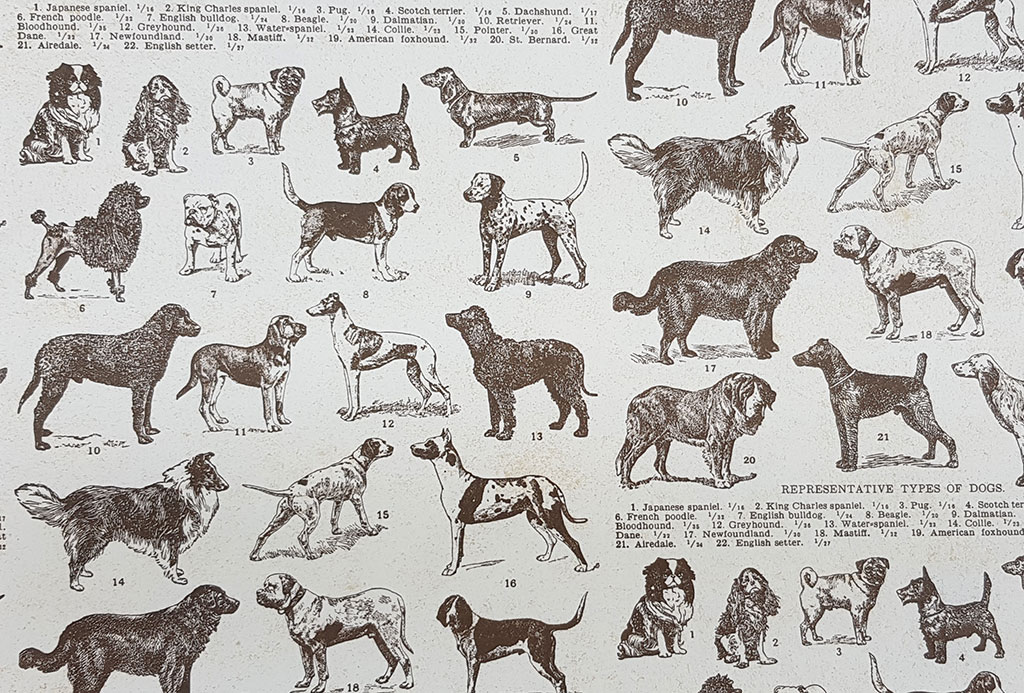 Gift wrapping paper dog breeds